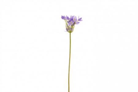 Искусственное растение Лук цветущий Hoff. Цвет: фиолетовый